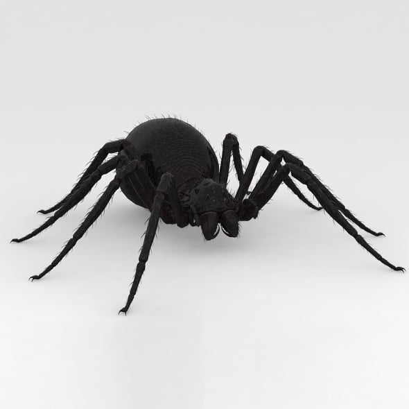 Giant Spider - 3DOcean Item for Sale