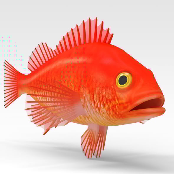 Gold Fish - 3DOcean Item for Sale