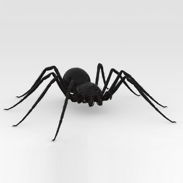 Spider - 3DOcean Item for Sale