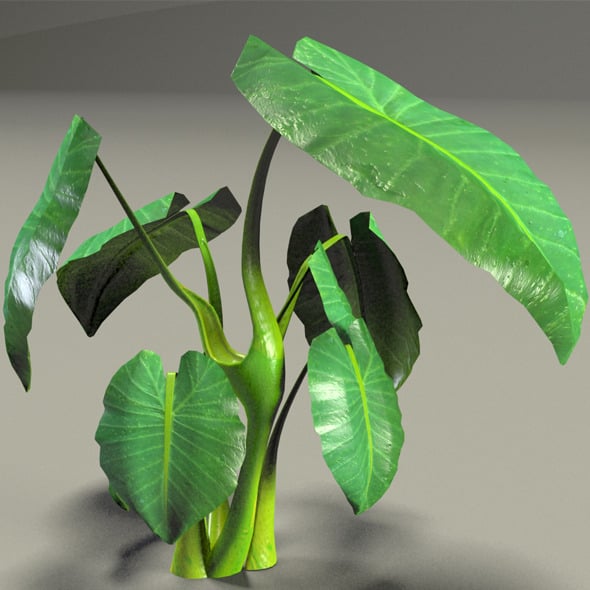 Elephant Ear plant - 3DOcean Item for Sale