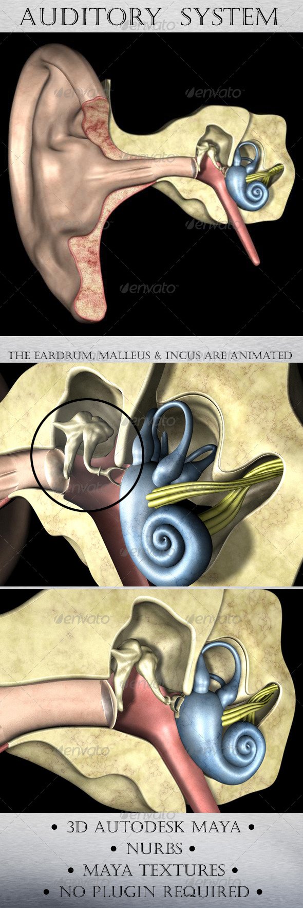 Auditory System - 3DOcean Item for Sale