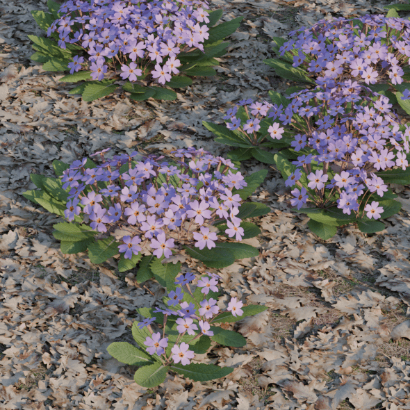 Primrose - 3DOcean Item for Sale