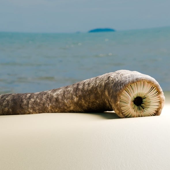 Dune Sandworm - 3DOcean Item for Sale