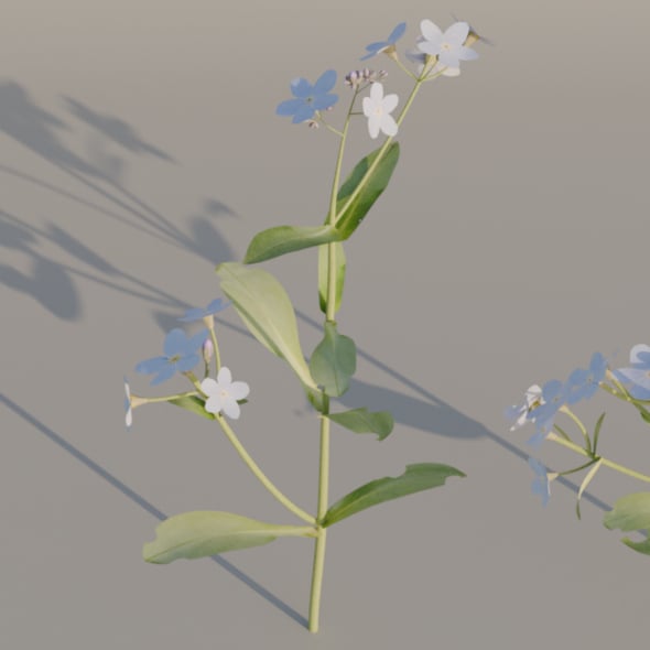 Forget-me-not flower - 3DOcean Item for Sale