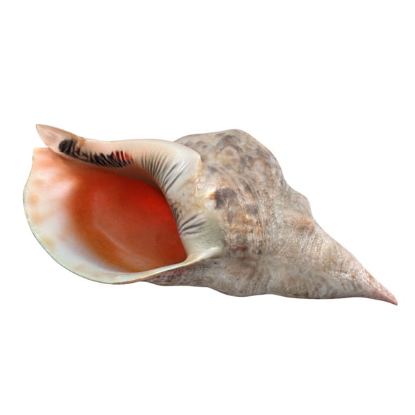 Conch shell v1 - 3DOcean Item for Sale