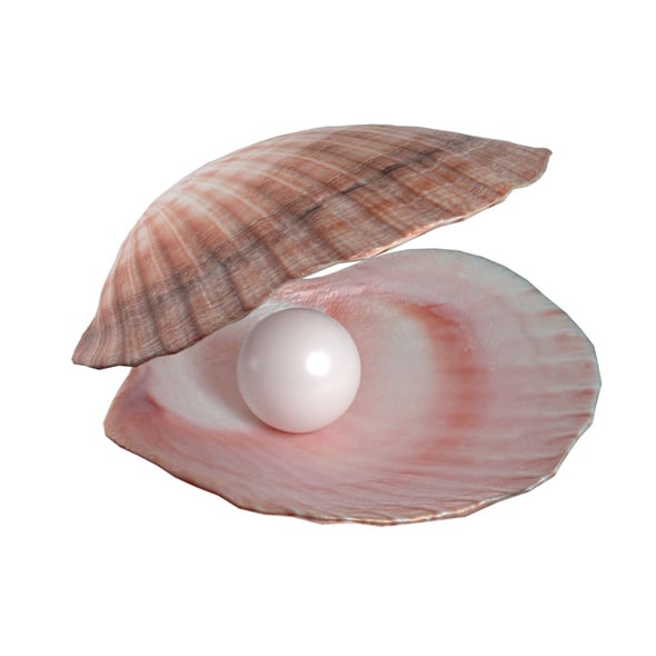 Conch shell pearl - 3DOcean Item for Sale