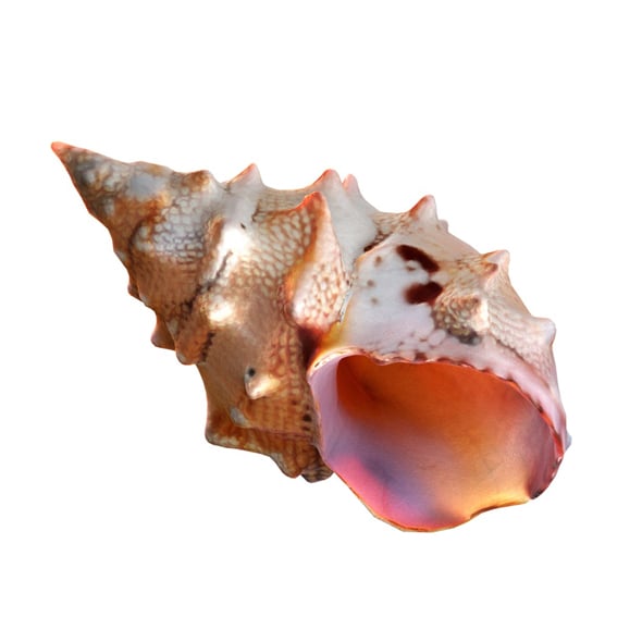 Conch shell v2 - 3DOcean Item for Sale
