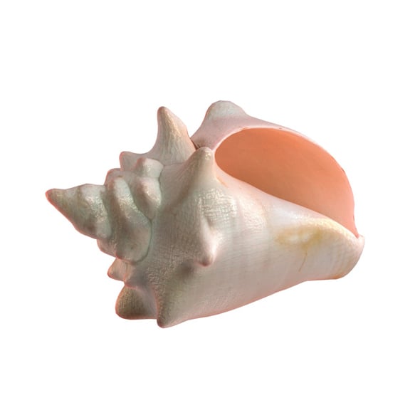 Conch shell v3 - 3DOcean Item for Sale