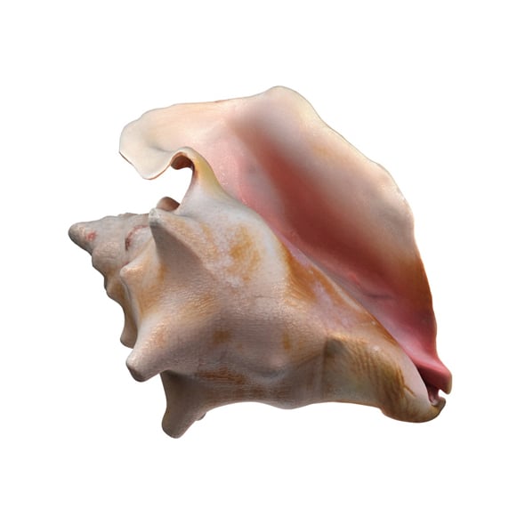 Conch shell v4 - 3DOcean Item for Sale