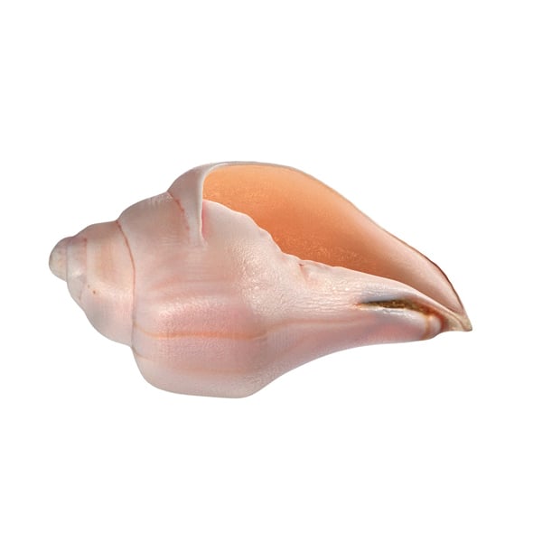 Conch shell v5 - 3DOcean Item for Sale