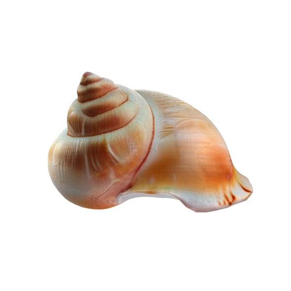 Conch shell v6 - 3DOcean Item for Sale