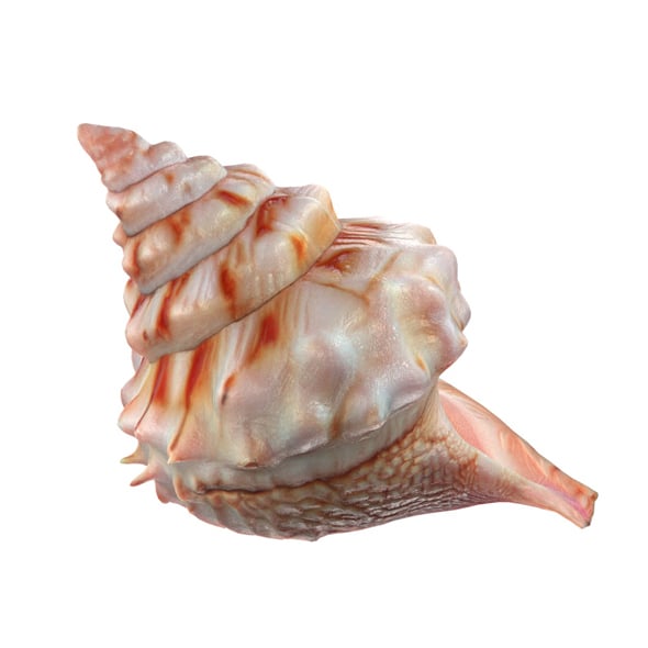 Conch shell v7 - 3DOcean Item for Sale