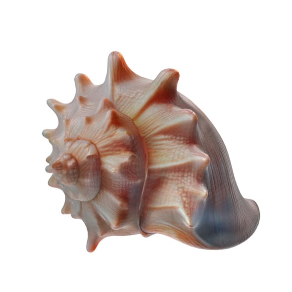 Conch shell v8 - 3DOcean Item for Sale