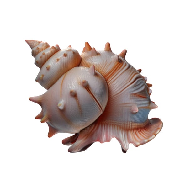 Conch shell v10 - 3DOcean Item for Sale