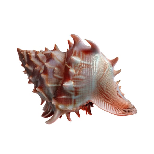 Conch shell v11 - 3DOcean Item for Sale