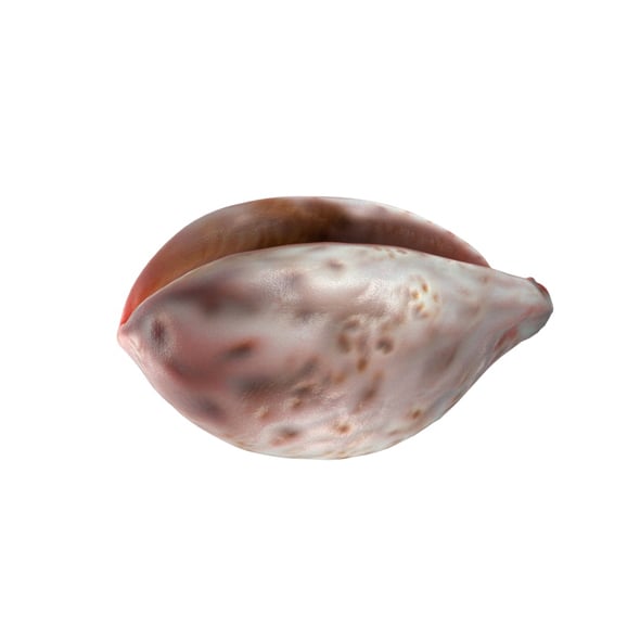 Conch shell v12 - 3DOcean Item for Sale