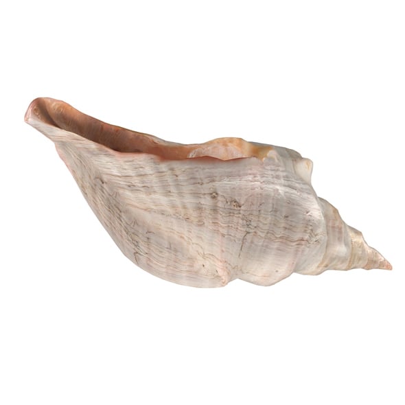 Horse conch - 3DOcean Item for Sale