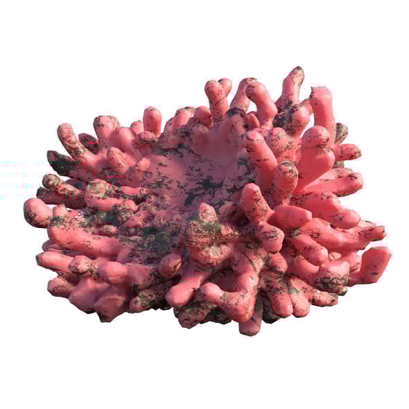 Coral reef v5 - 3DOcean Item for Sale