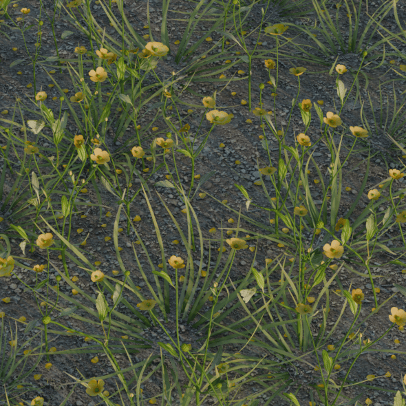 Creeping Buttercup - 3DOcean Item for Sale