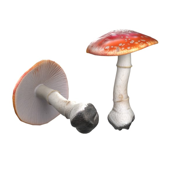 Mushroom 1 - 3DOcean Item for Sale