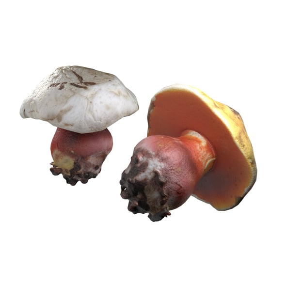 Mushroom 2 - 3DOcean Item for Sale