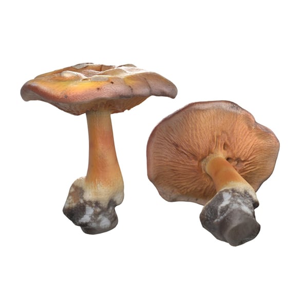 Mushroom 4 - 3DOcean Item for Sale