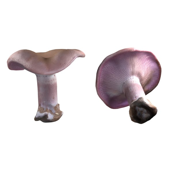 Mushroom 5 - 3DOcean Item for Sale