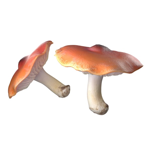 Mushroom 7 - 3DOcean Item for Sale