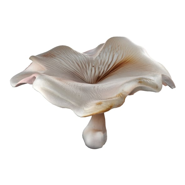 Mushroom 8 - 3DOcean Item for Sale