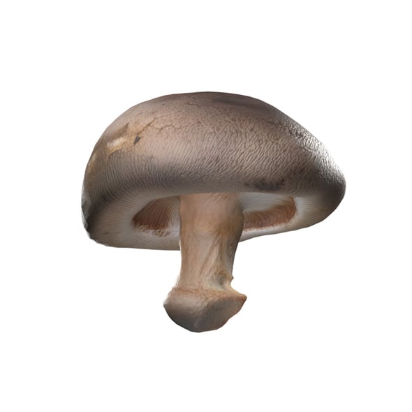 Mushroom 11 - 3DOcean Item for Sale