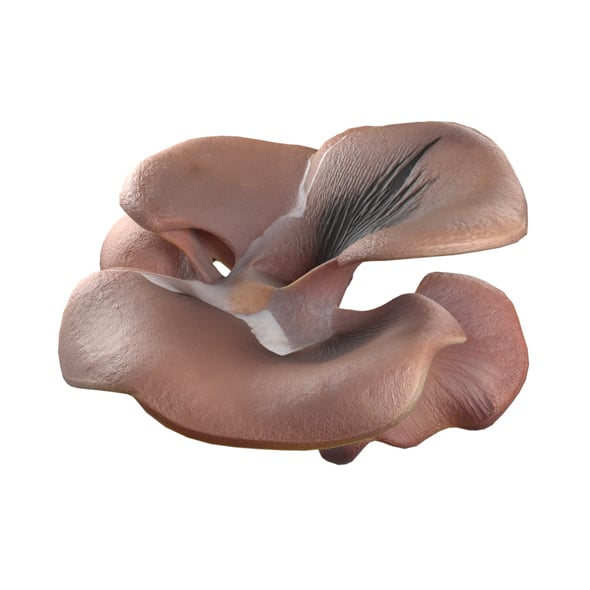 Mushroom 12 - 3DOcean Item for Sale