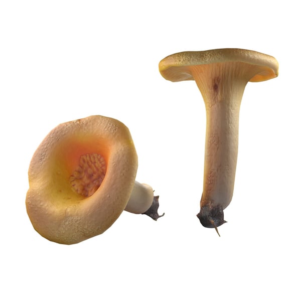 Mushroom 13 - 3DOcean Item for Sale