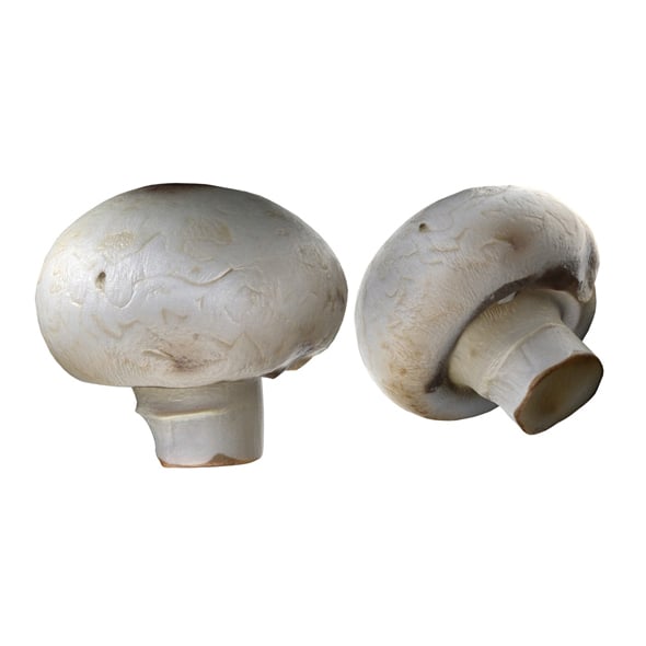 Mushroom 15 - 3DOcean Item for Sale