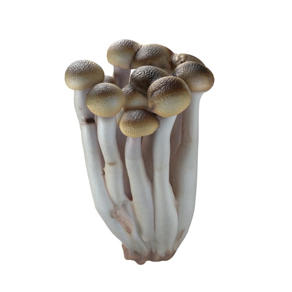 Mushroom 16 - 3DOcean Item for Sale