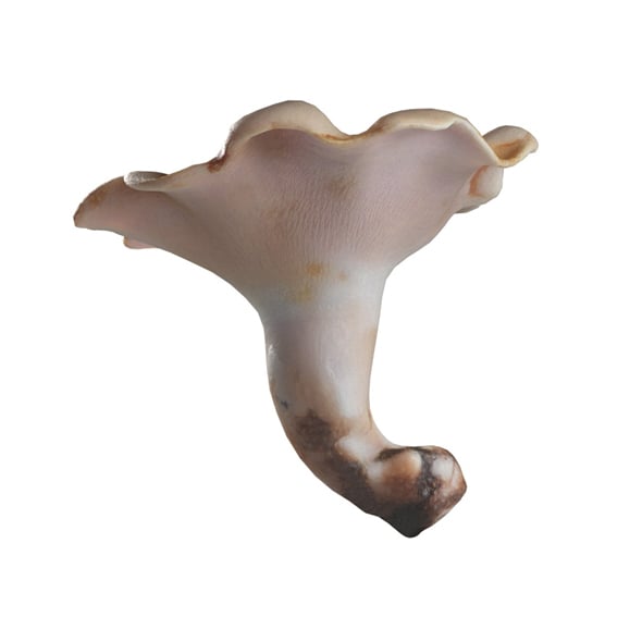 Mushroom 21 - 3DOcean Item for Sale