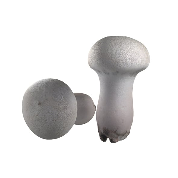 Mushroom 22 - 3DOcean Item for Sale