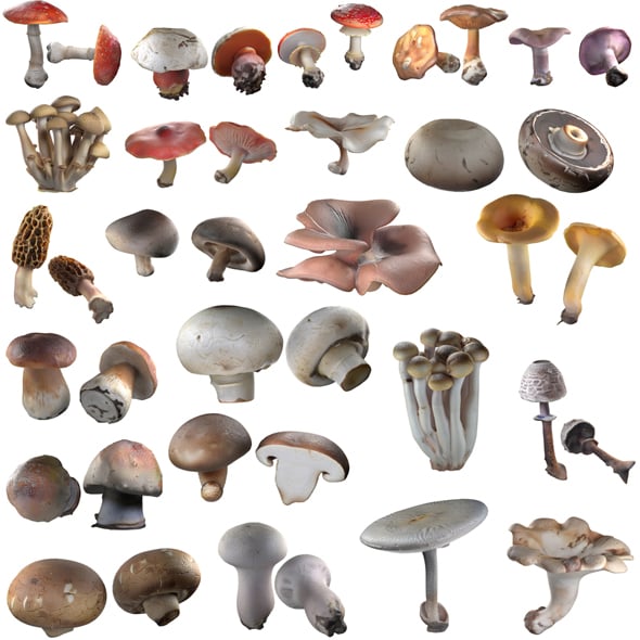 Mushrooms Collection - 3DOcean Item for Sale