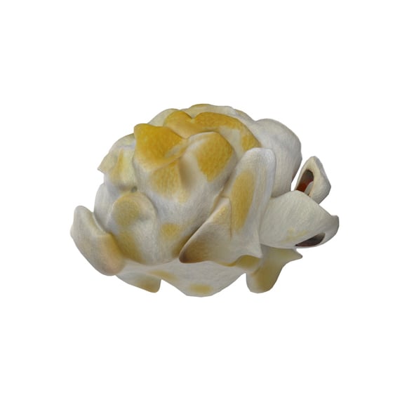 Popcorn 4 - 3DOcean Item for Sale