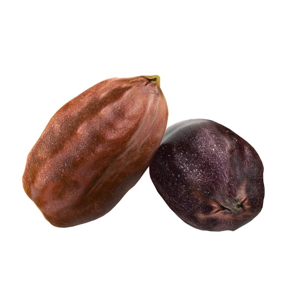 Jojoba Seed - 3DOcean Item for Sale