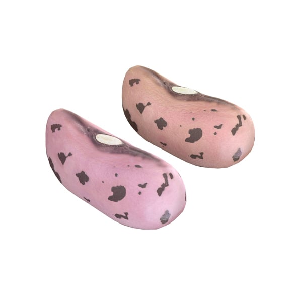 Cranberry Borlotti Bean - 3DOcean Item for Sale