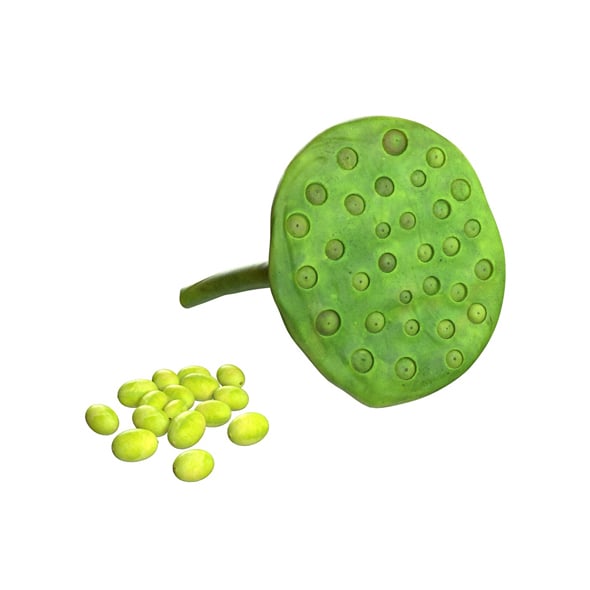 Lotus Seed Pod - 3DOcean Item for Sale