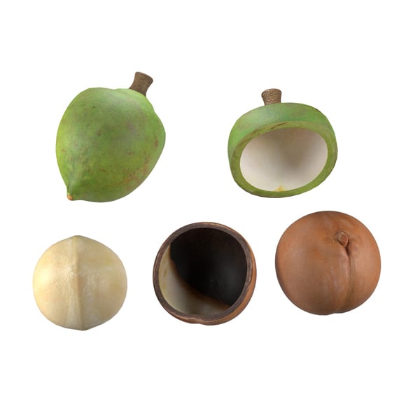 Macadamia Nut Collection - 3DOcean Item for Sale