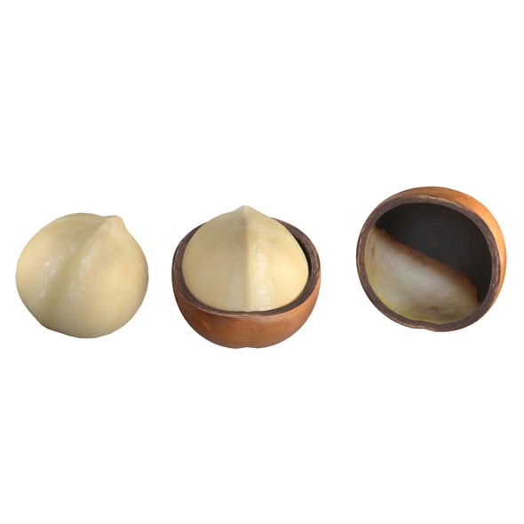 Macadamia Nut Kernel And Half - 3DOcean Item for Sale