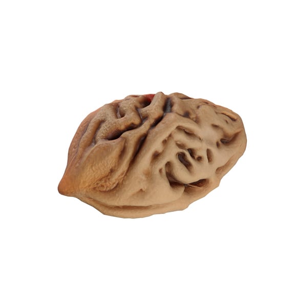 Peach Seed - 3DOcean Item for Sale