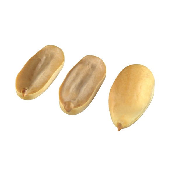 Peanut Kernel White - 3DOcean Item for Sale