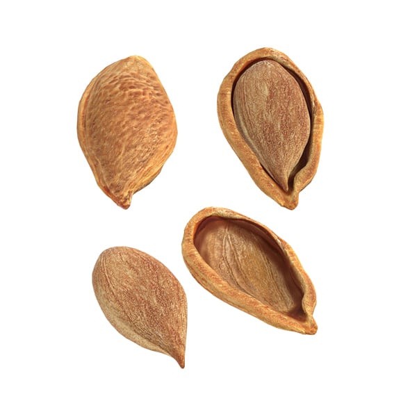 Plum Seed - 3DOcean Item for Sale