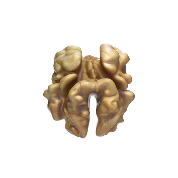 Walnut Kernel v3 - 3DOcean Item for Sale