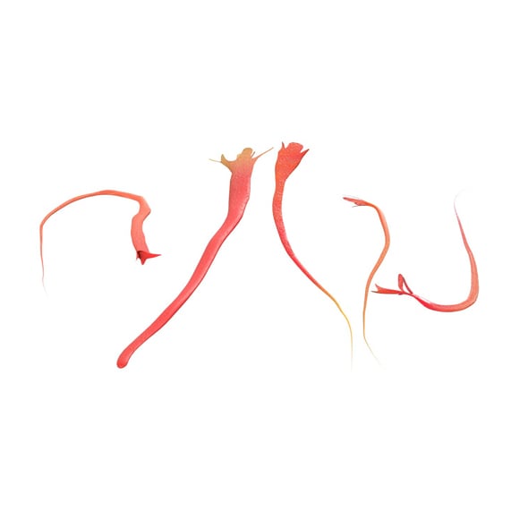 Saffron - 3DOcean Item for Sale