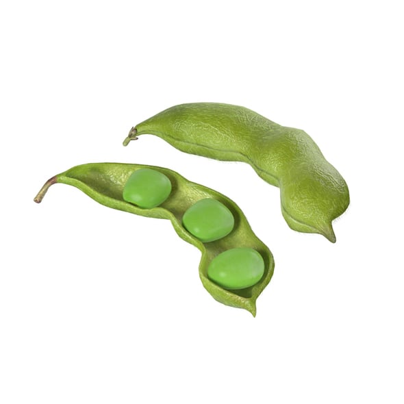 Soybean Green Pod - 3DOcean Item for Sale
