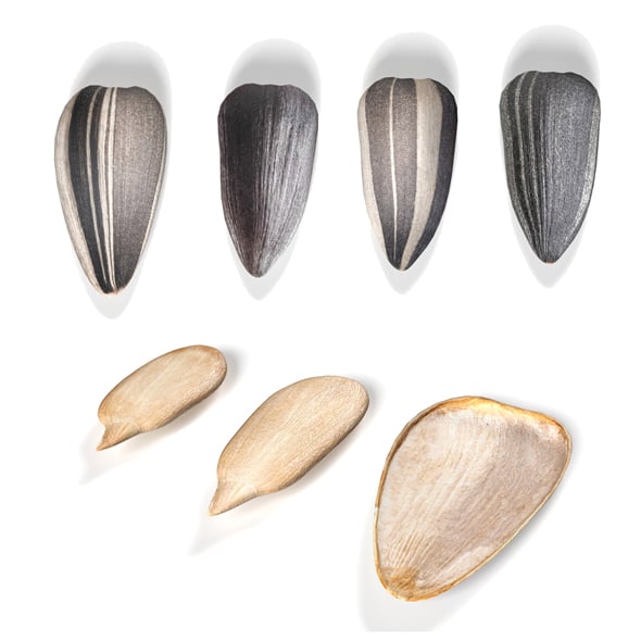Sunflower Seeds Collection - 3DOcean Item for Sale